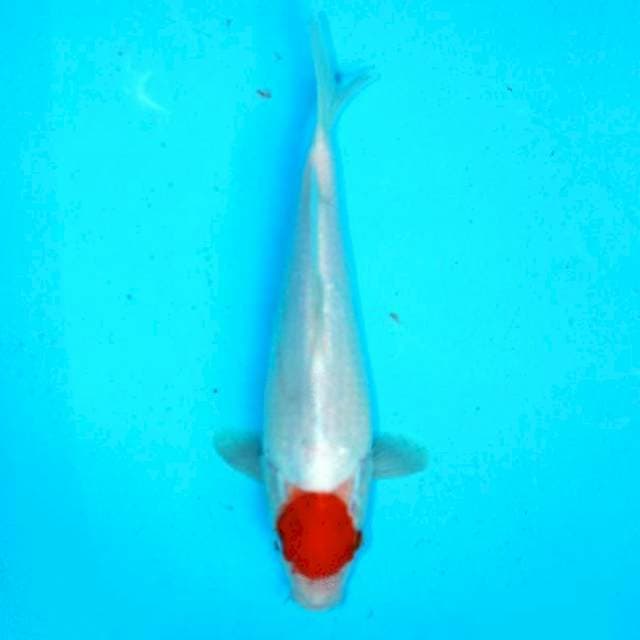 T kohaku 25 bakat punuk 