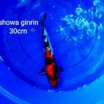 showa ginrin 