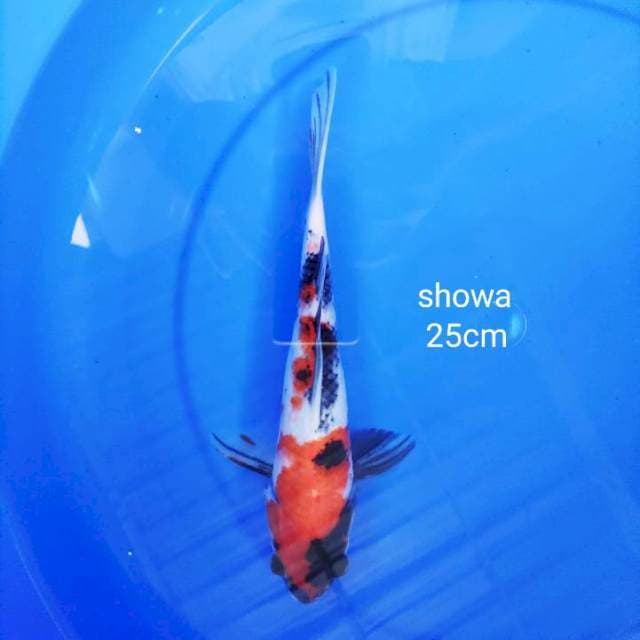 Showa 25cm