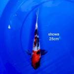 Showa 25cm