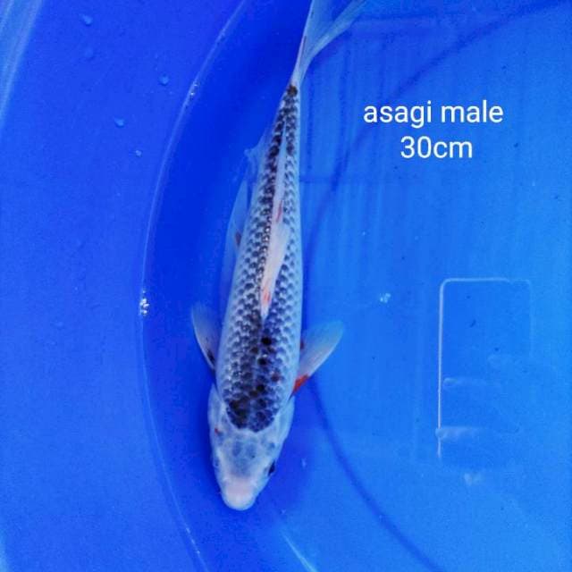 Asagi 30 cm