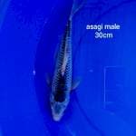 Asagi 30 cm