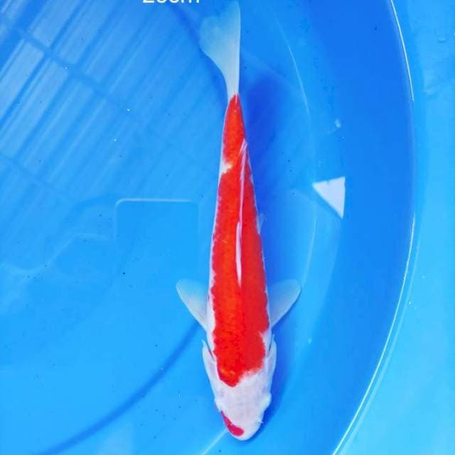 kohaku bozu bloody red 25 cm