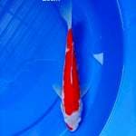 kohaku bozu bloody red 25 cm