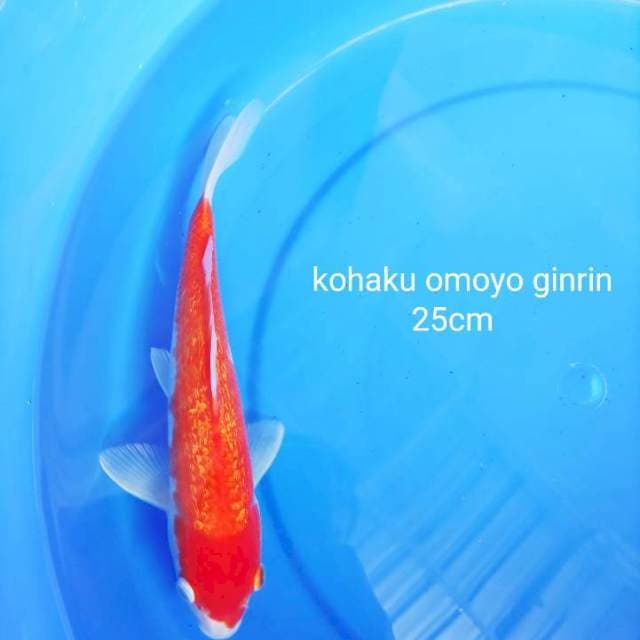 kohaku ginrin