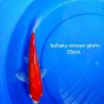 kohaku ginrin