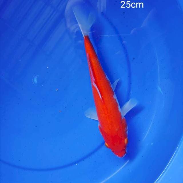 Kohaku 25 cm