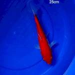 Kohaku 25 cm