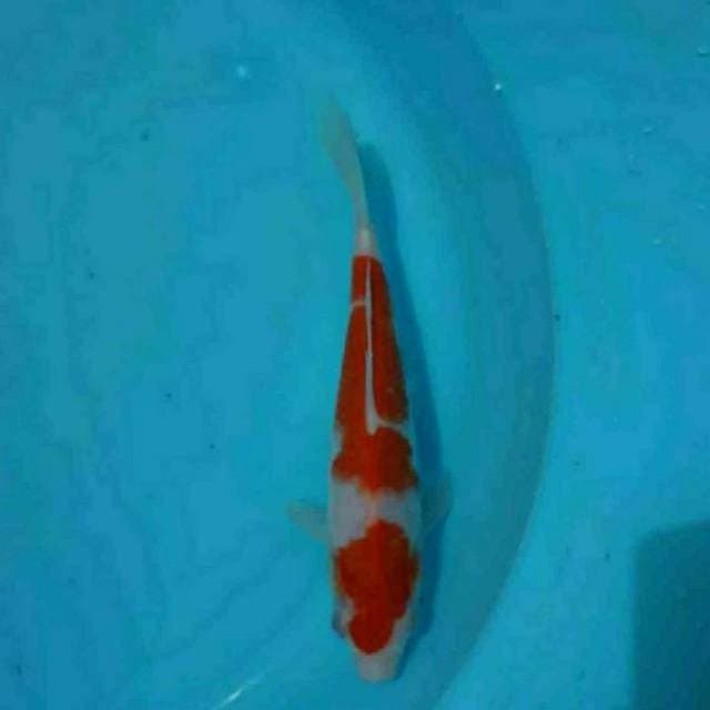 Kohaku 20 cm