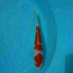 Kohaku 20 cm