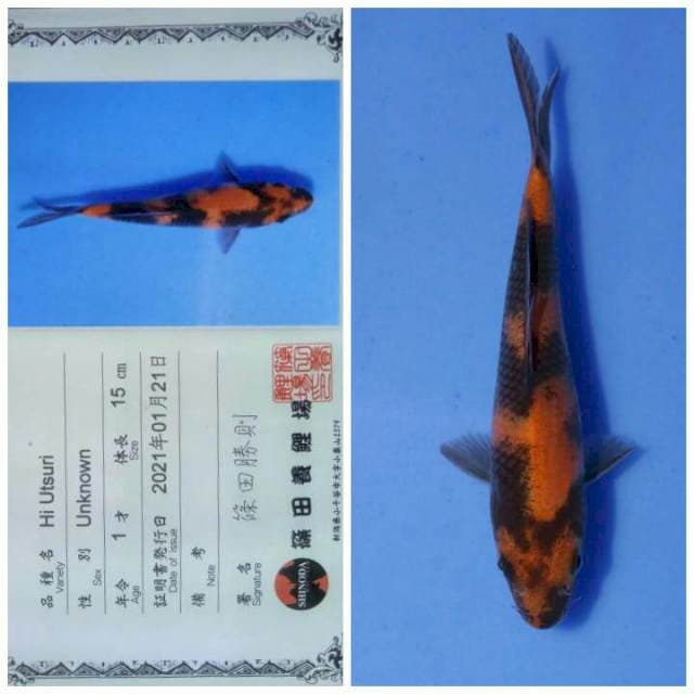 Hi utsuri