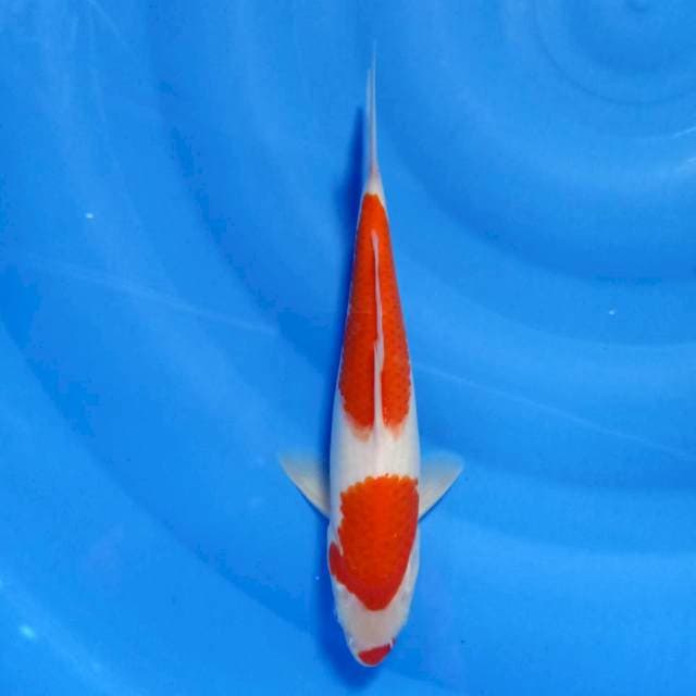 Kohaku kuchibeni 27cm