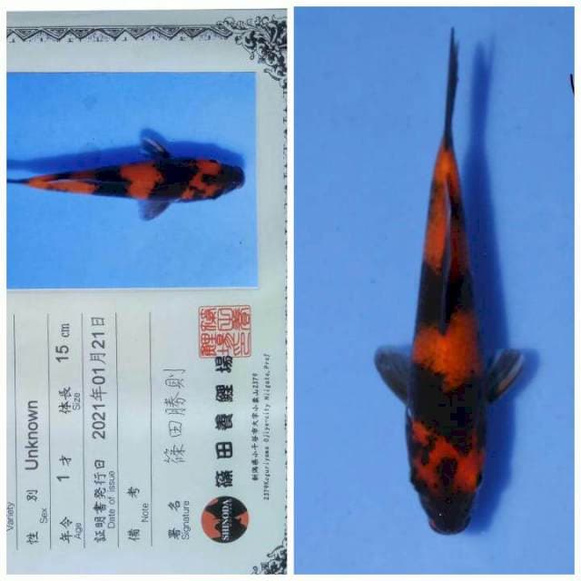 Hi utsuri