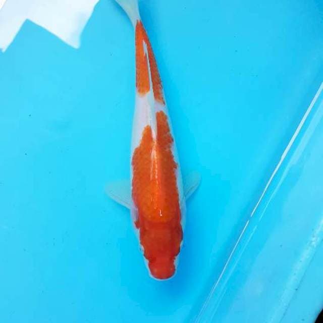 Kohaku  21cm 