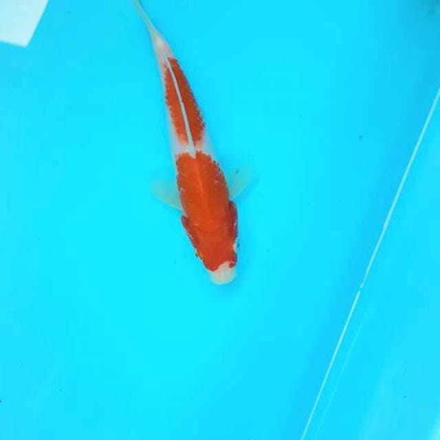 Kohaku 15cm