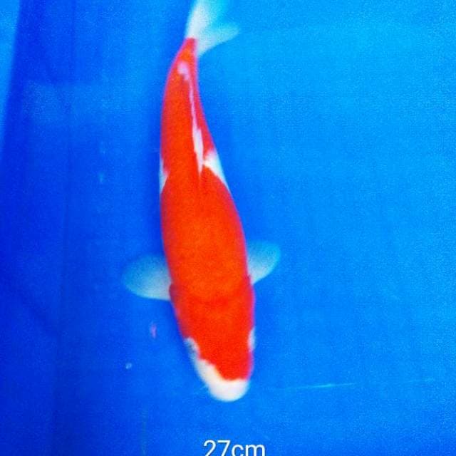 A4- KOHAKU BAHAN ORI
