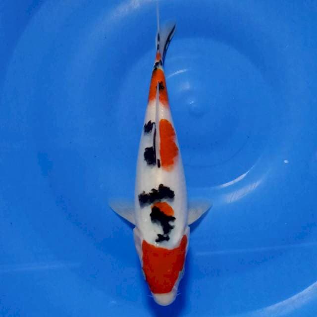 Maruten sanke ori 25cm