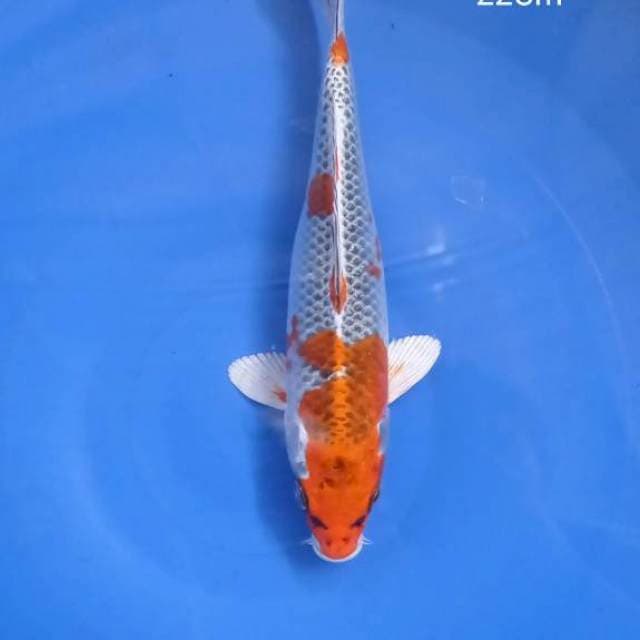Kujaku 22Cm
