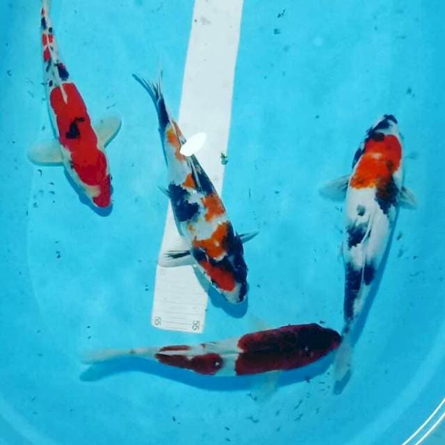 25-27cm