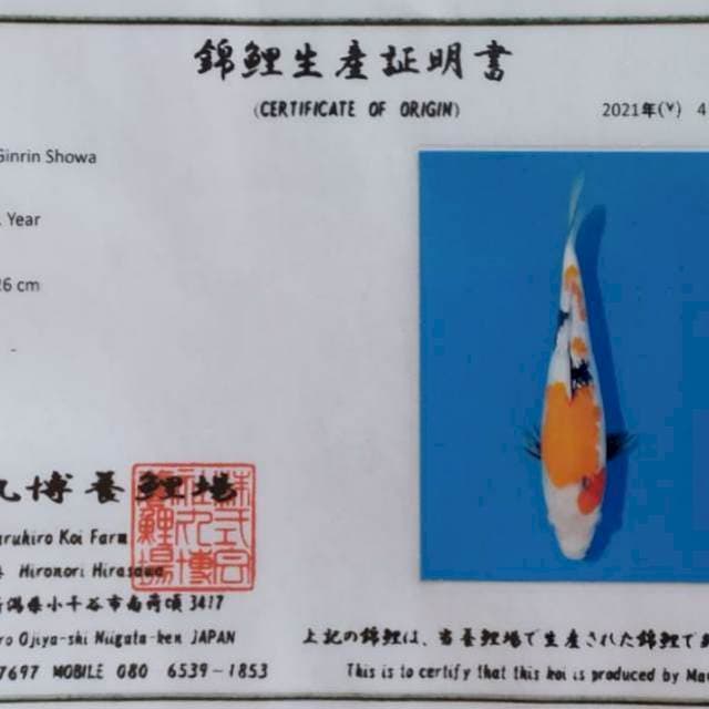 SHOWA GINRIN IMPORT MARUHIRO 25CM