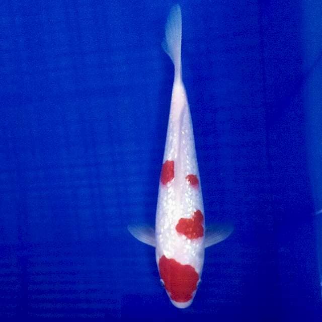 Kohaku ginrin 26cm