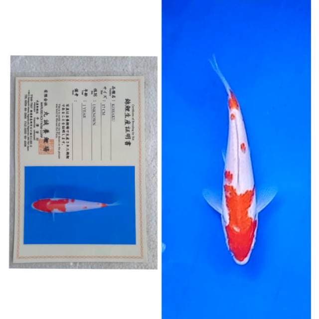 Kohaku Serti Marusei