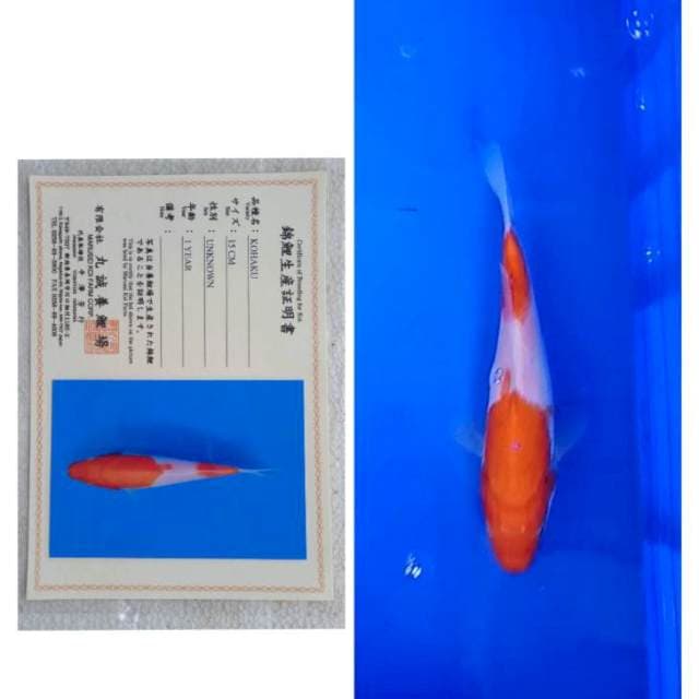 Kohaku Serti Marusei