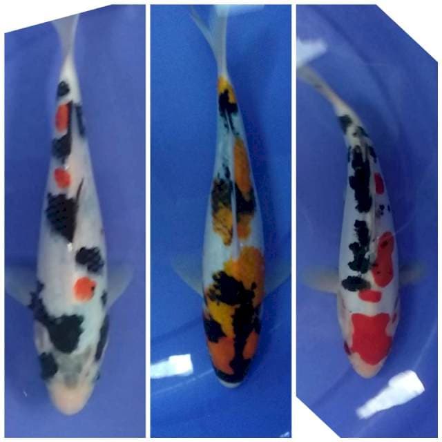 Mix Kualitas 23-25cm