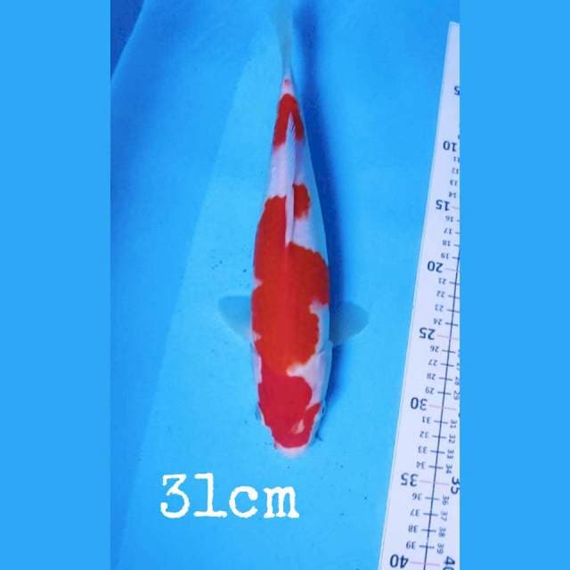 kohaku maruten