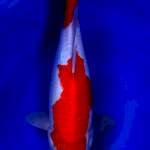 Kohaku female 36cm