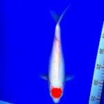 Tancho kohaku 30cm
