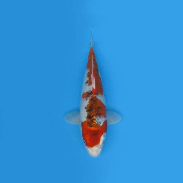 39CM - KUJAKU