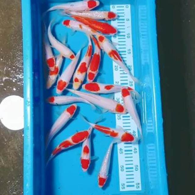 Paket kohaku 17-22cm 20ekor