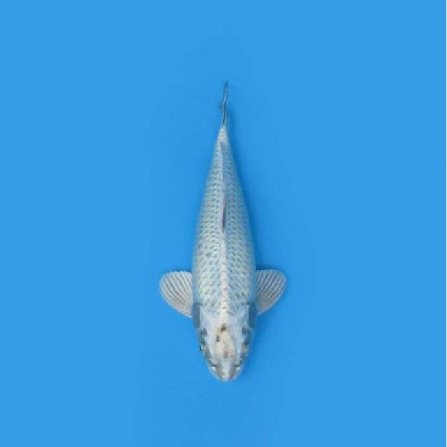 29CM - MATSUBA