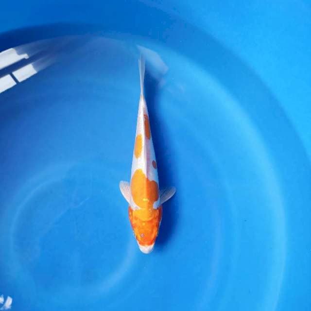 Kijiro 28cm