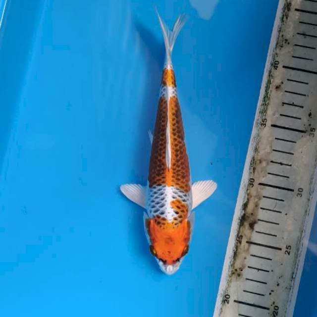 Kujaku show quality 25bu