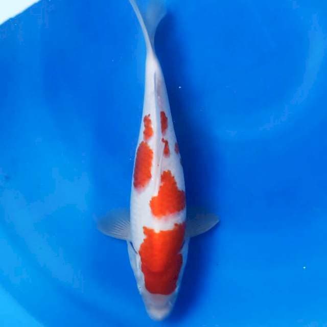  kohaku f1 30cm