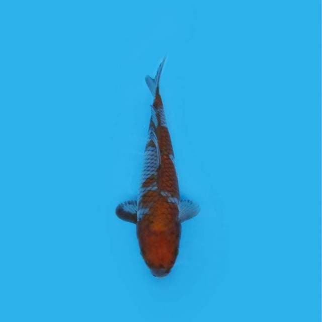 33CM - OCHIBA SHIGURE