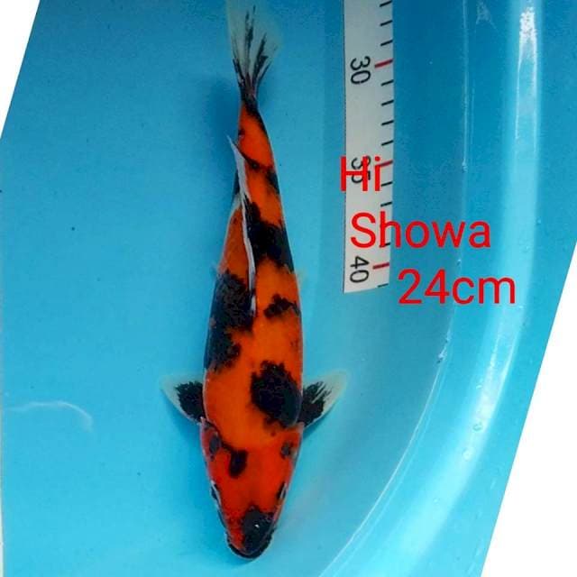 Hi showa 24cm