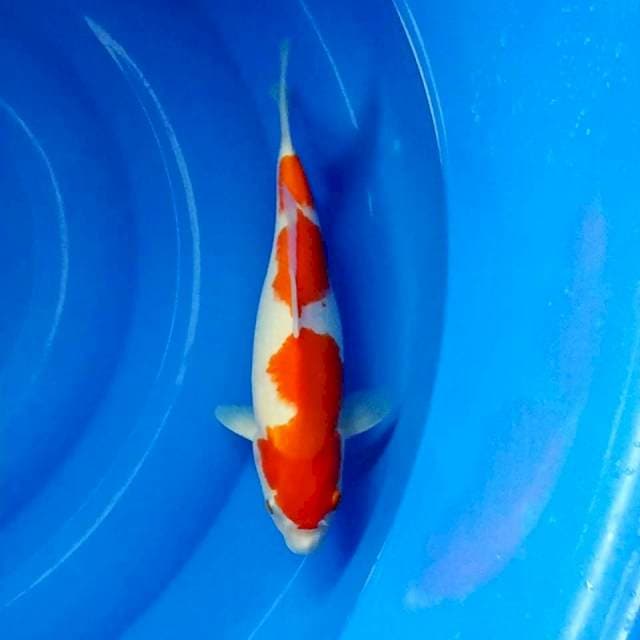 Sandan Kohaku 32cm