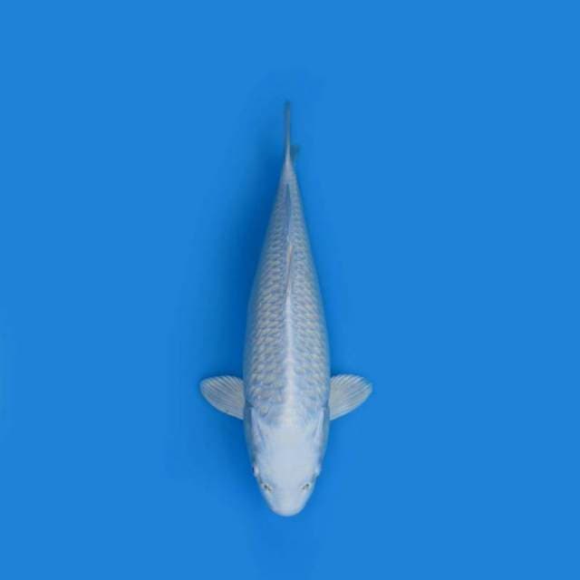 42CM - PLATINUM OGON