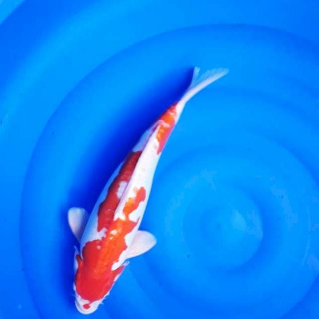 Kohaku doitsu 43cm