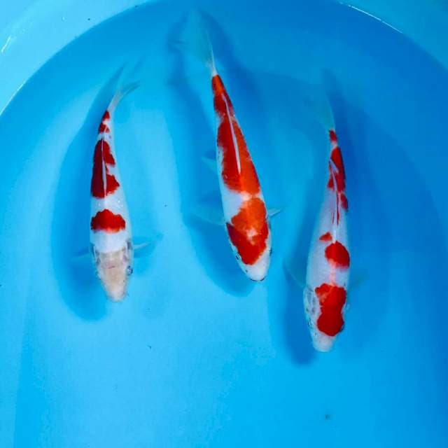 Kohaku, 20-22 cm