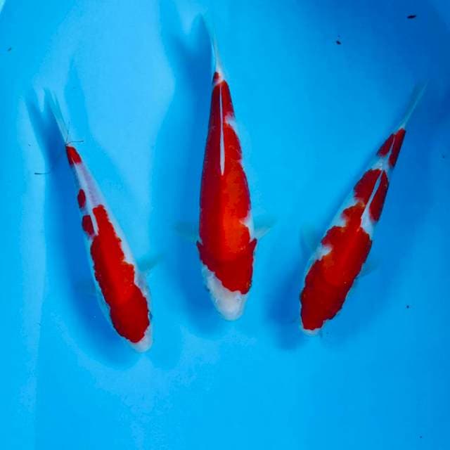 Kohaku, 23-25 cm