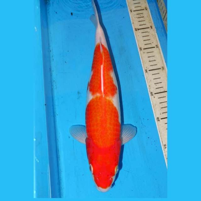 NIDAN KOHAKU 39cm