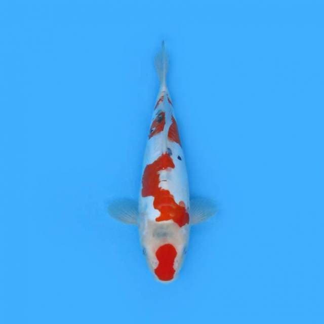 32CM - SANKE