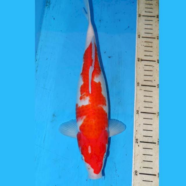 INAZUMA KOHAKU 34cm