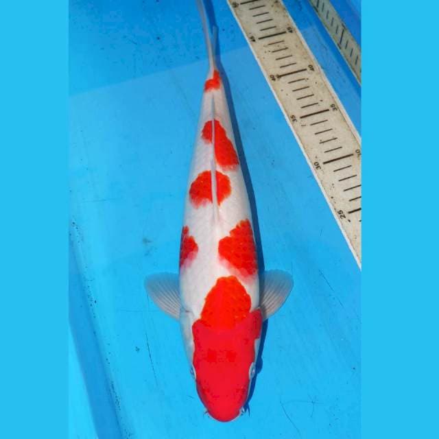 KOHAKU POLKADOT 34cm