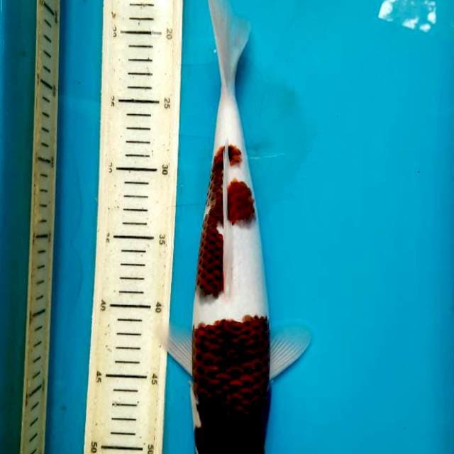Budo goromo 34cm Male