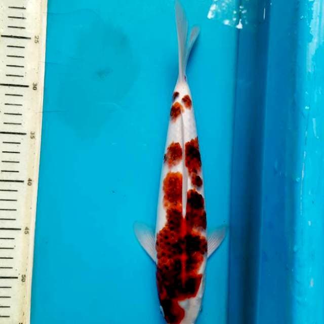 Ai koromo 33cm Male